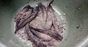 cara memotong ikan dan membersihkan ikan lele bali