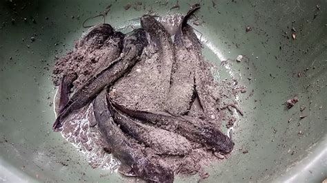 cara memotong ikan dan membersihkan ikan lele bali