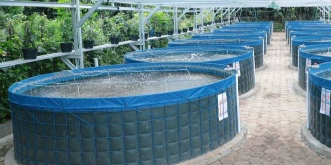 Inovasi Budidaya Lele di Lahan Sempit dengan Sistem Vertikal: Panen Ikan + Sayur dalam 1 Meter Persegi!