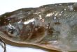 penyakit umum pada ikan lele