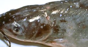 penyakit umum pada ikan lele