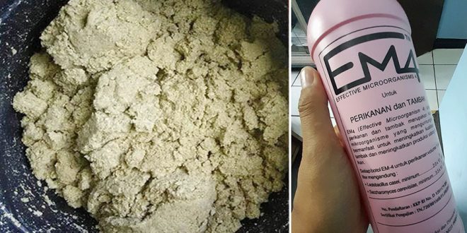 Rahasia Fermentasi Pakan Lele Murah Pakai Ampas Tahu: Turunkan Biaya 40%!